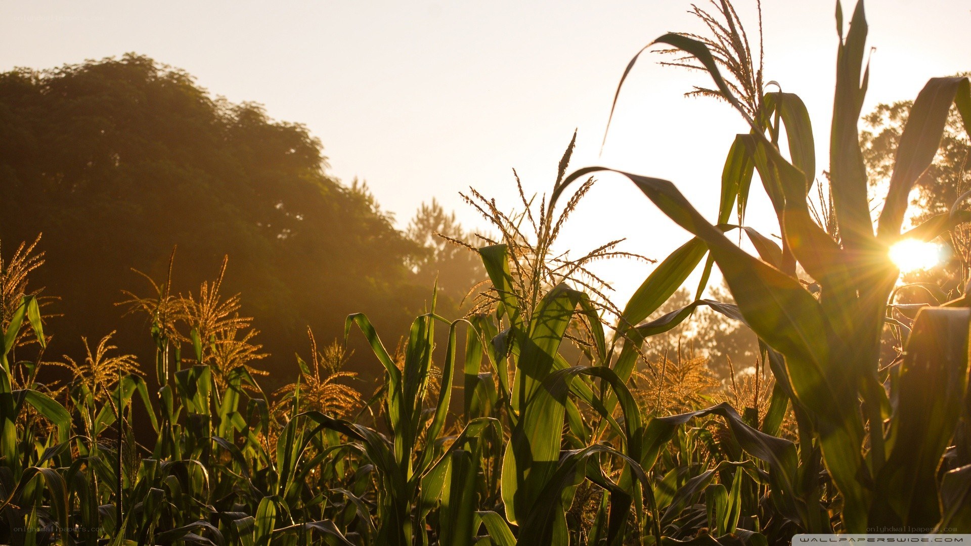 Cornfield at sunset