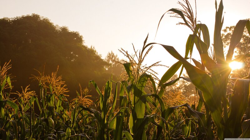 Cornfield at sunset