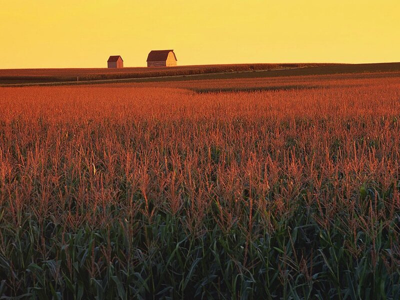 Cornfield at sunset
