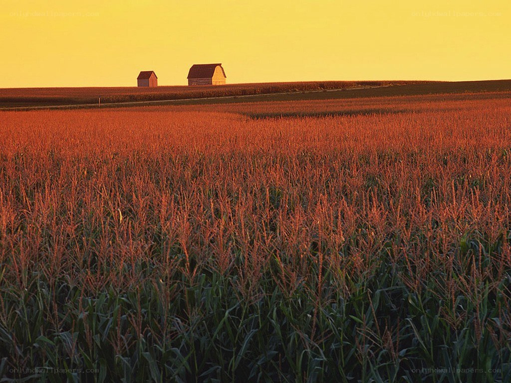Cornfield at sunset