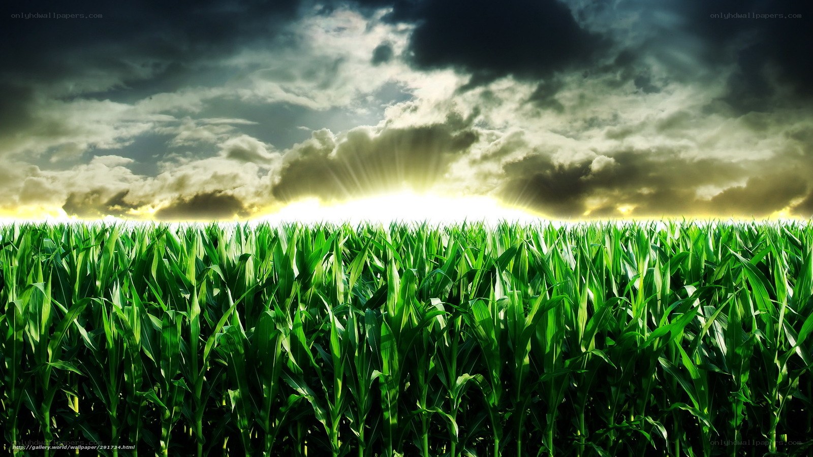 Cornfield at Sunset