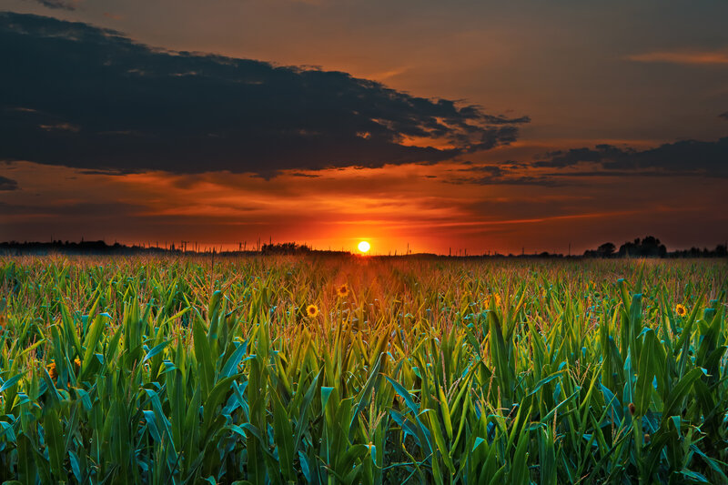 Cornfield at Sunset