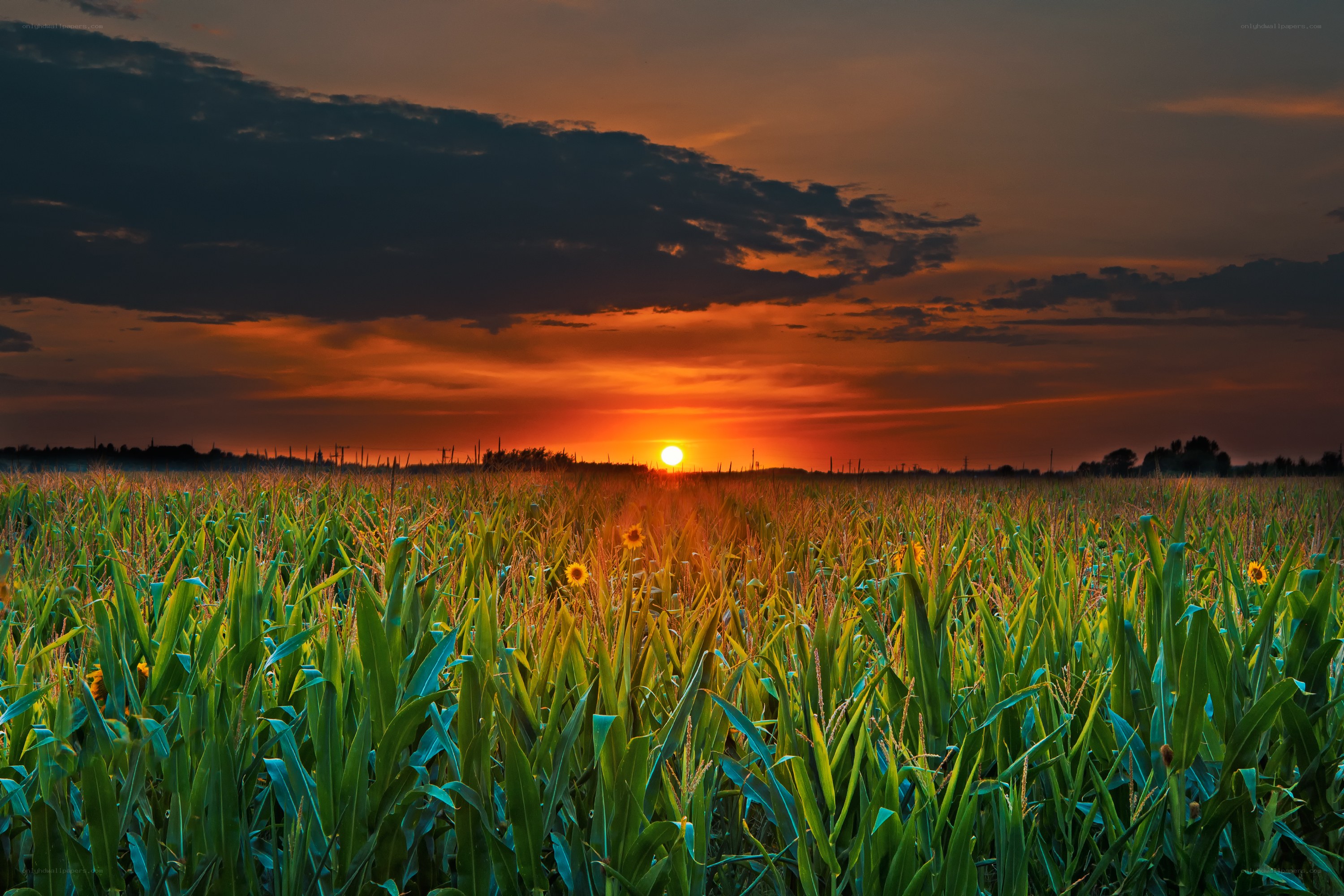 Cornfield at Sunset