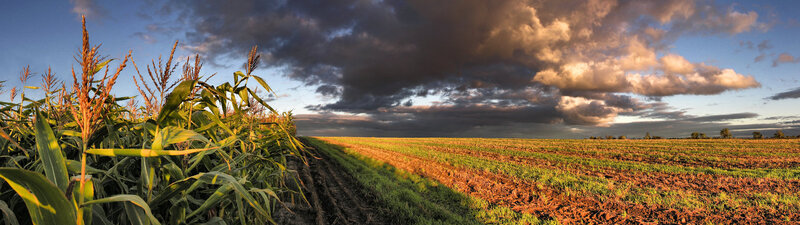 Cornfield at sunset