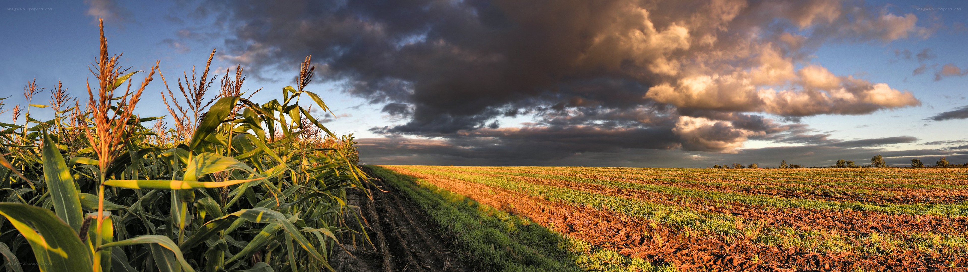 Cornfield at sunset