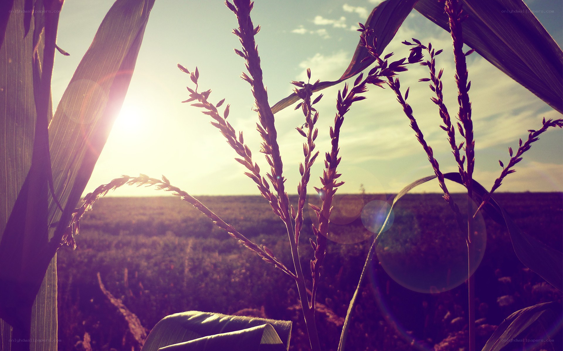 Cornfield at sunset