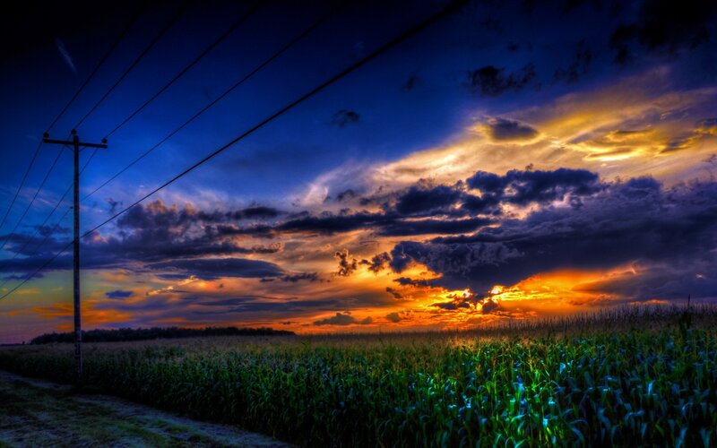 Cornfield at Sunset — Blue