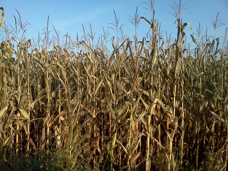 Cornfield at Sunset — Green, Calm