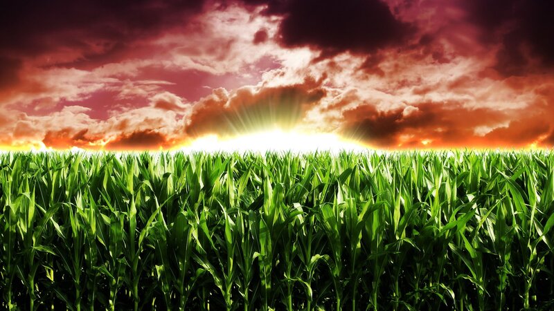 Cornfield at Sunset — Green, Dramatic, Photograph, Sky, Clouds