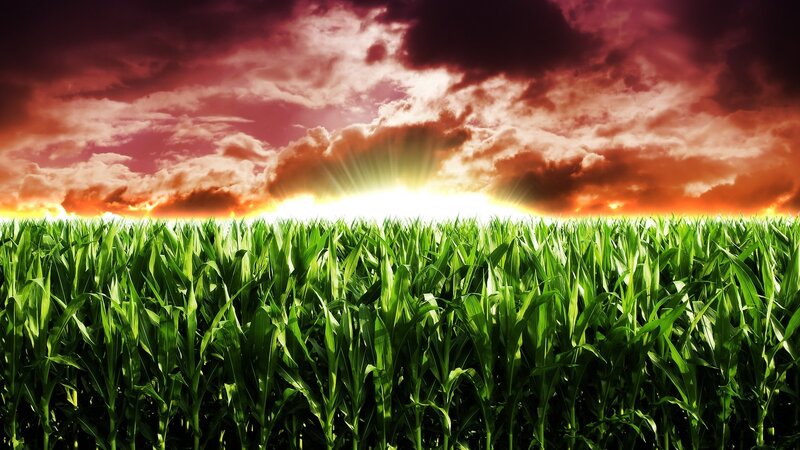 Cornfield at Sunset — Green, Dramatic, Photograph, Sun, Clouds, Sky