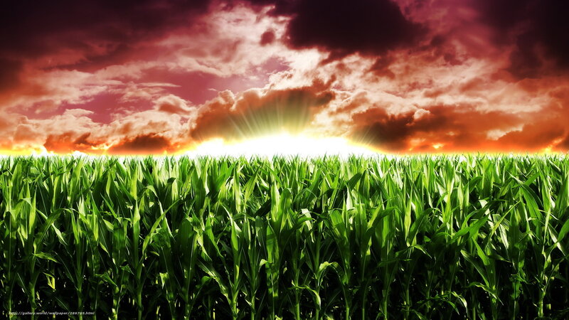Cornfield at Sunset — Green, Dramatic, Photograph, Sun, Clouds