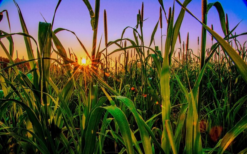 Cornfield at Sunset — Green, Dramatic, Photograph, Sun, Sky