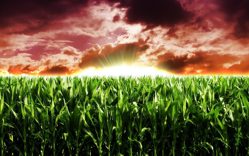 Cornfield at Sunset — Green, Dramatic, Photograph, Sun