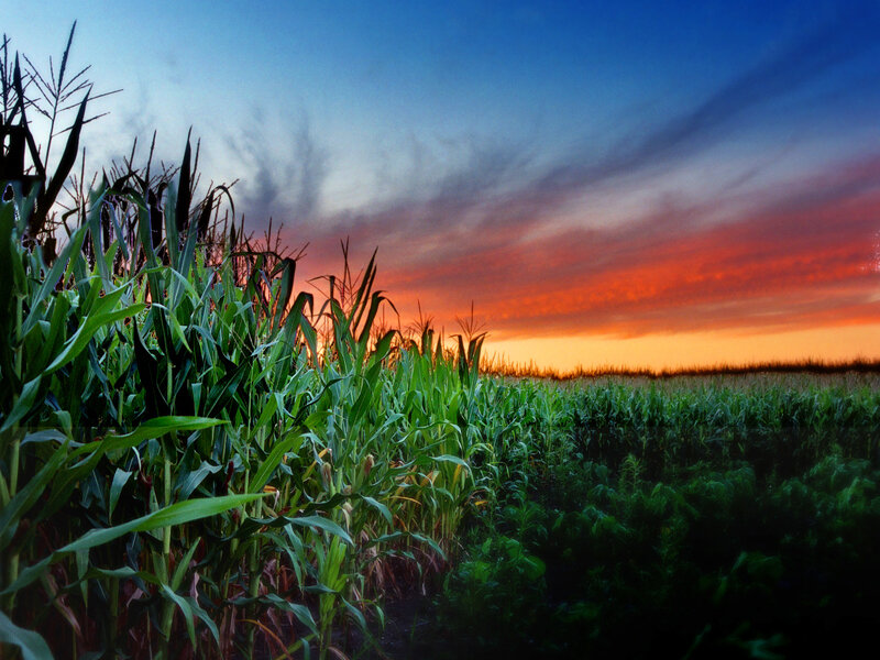 Cornfield at Sunset — Green, Dramatic