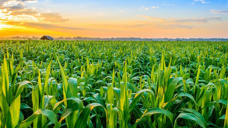 Cornfield at Sunset — Green, Serene, Photograph, Barn