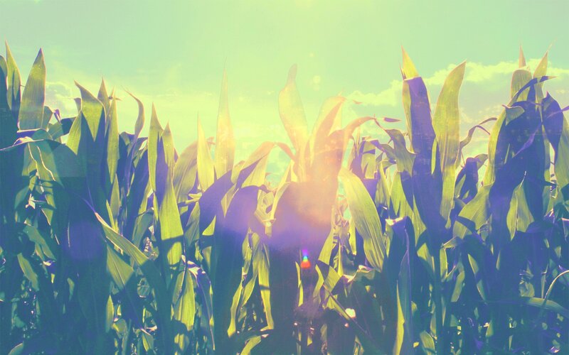 Cornfield at Sunset — Green, Serene, Photograph, Sunlight