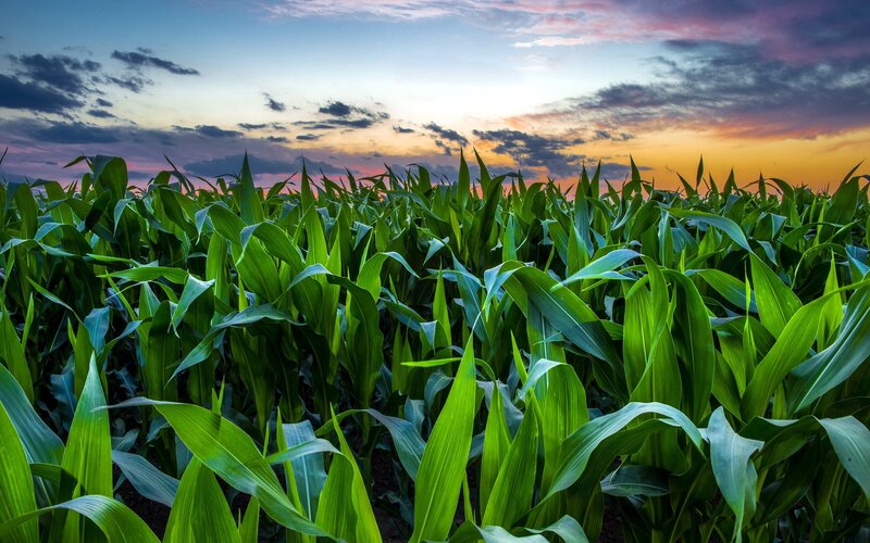 Cornfield at Sunset — Green, Serene, Photograph