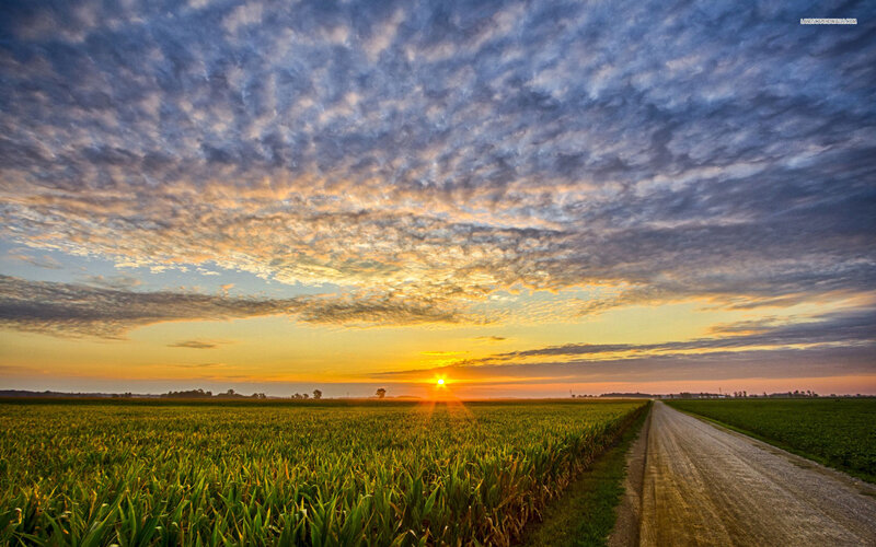 Cornfield at Sunset — Green, Serene