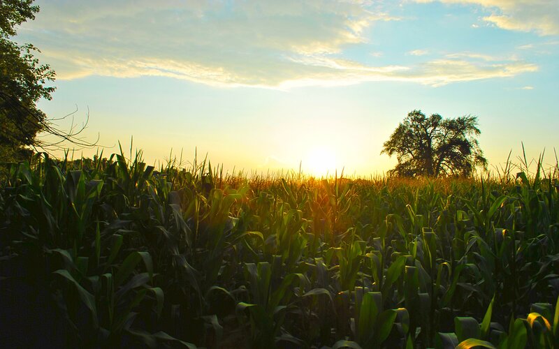 Cornfield at Sunset — Green