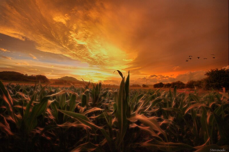 Cornfield at Sunset — Orange, Dramatic, Photograph, Sky