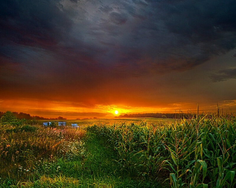 Cornfield at Sunset — Orange, Dramatic, Photograph