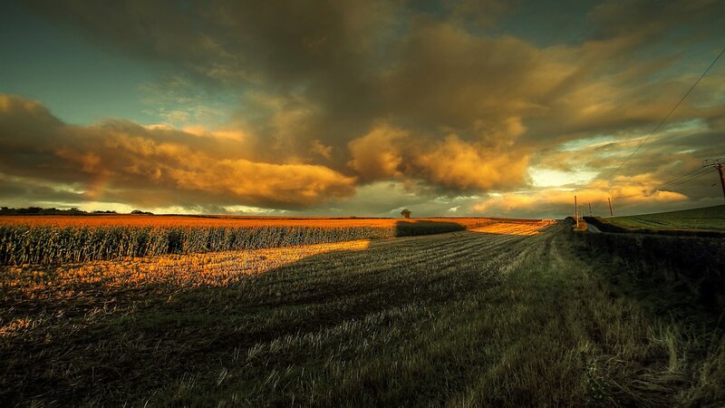 Cornfield at Sunset — Orange, Dramatic