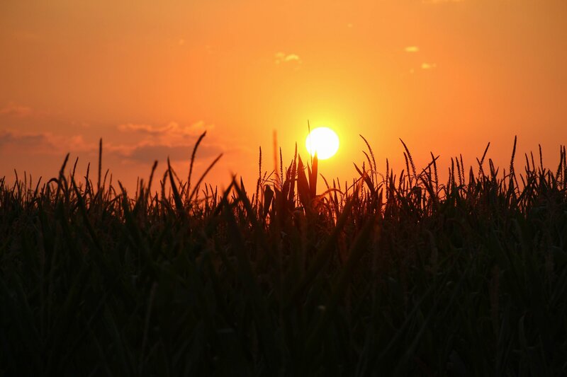 Cornfield at Sunset — Orange, Serene
