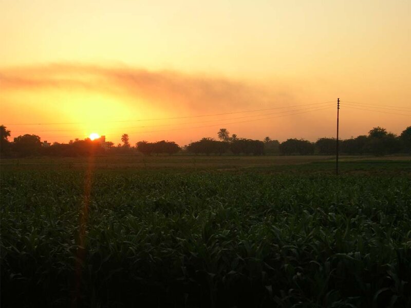 Cornfield at Sunset — Orange