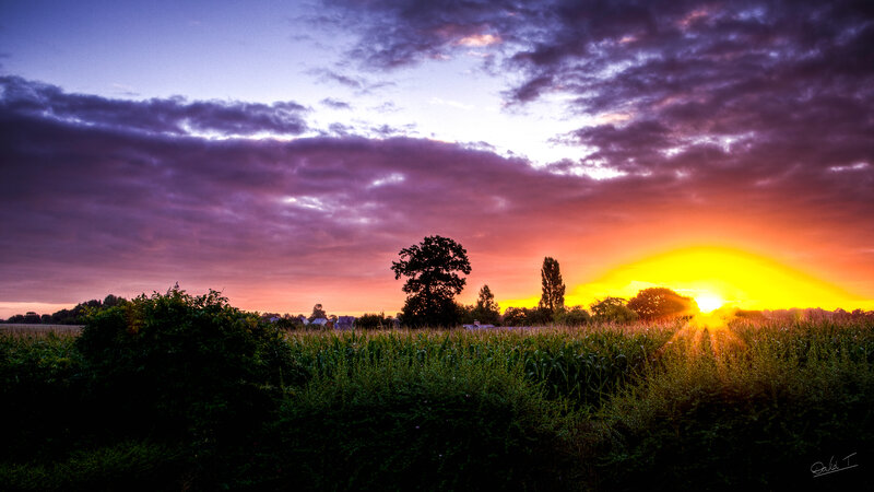 Cornfield at Sunset — Purple