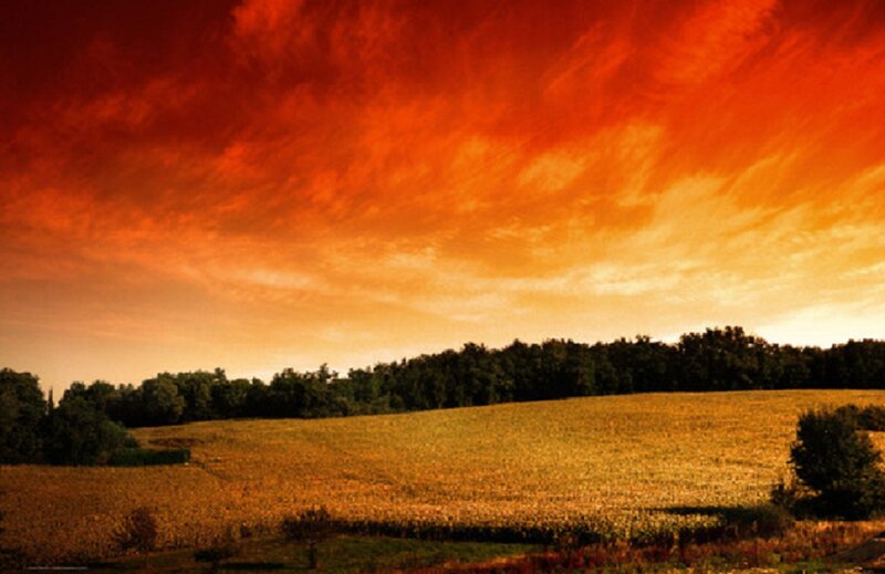 Cornfield at Sunset — Red