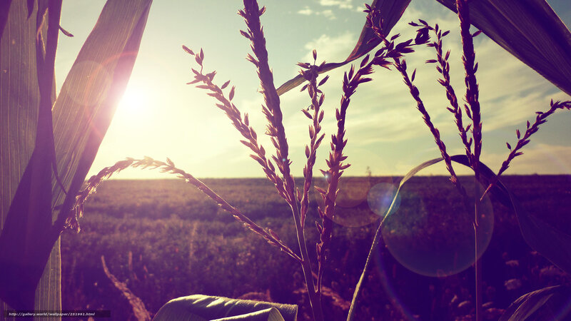 Cornfield at sunset
