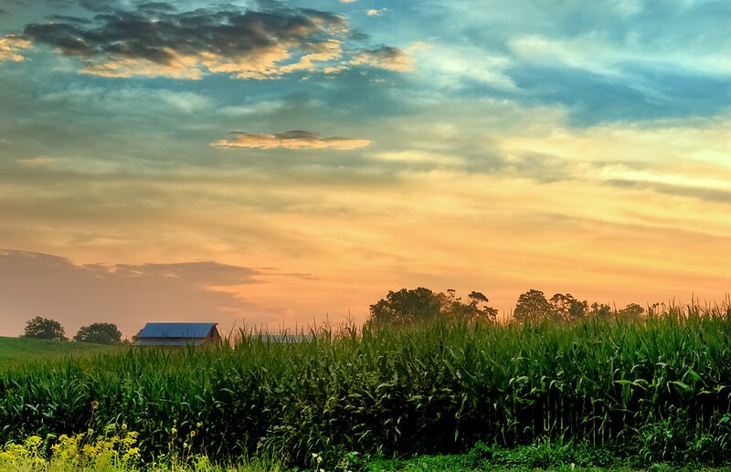 Cornfield at sunset with barn