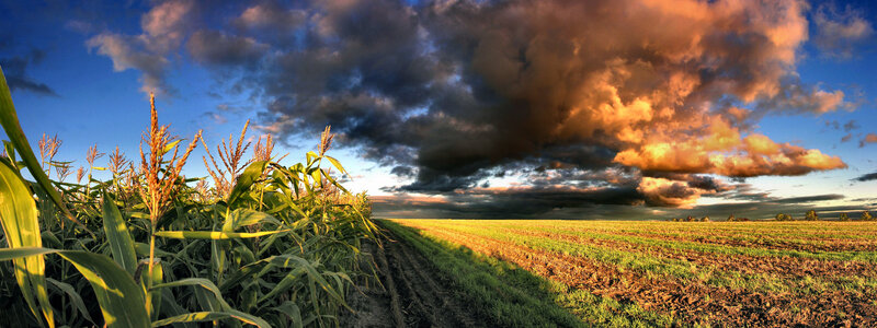 Cornfield at sunset with storm clouds