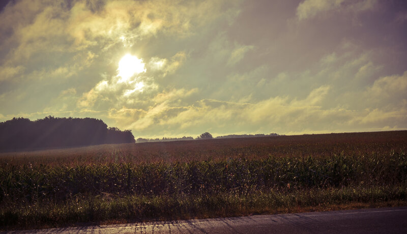 Cornfield at Sunset — Yellow