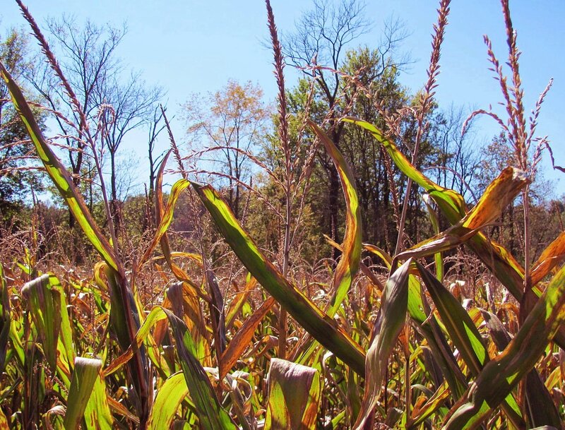 Cornfield in Autumn