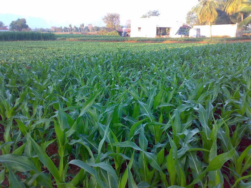 Cornfield in rural area