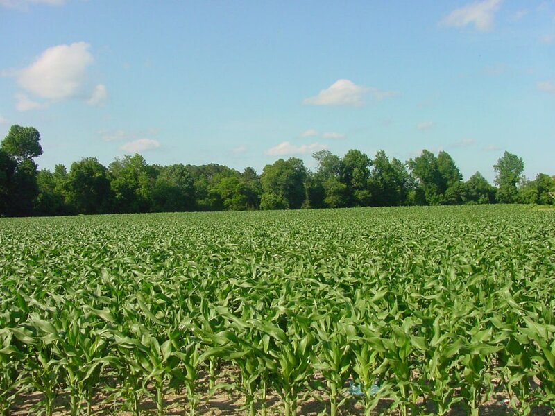 Cornfield in Summer — Green, Serene