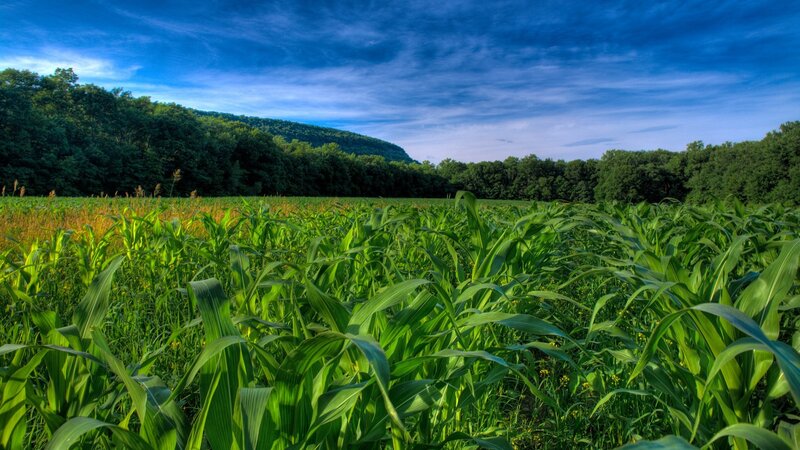 Cornfield in Summer — Green