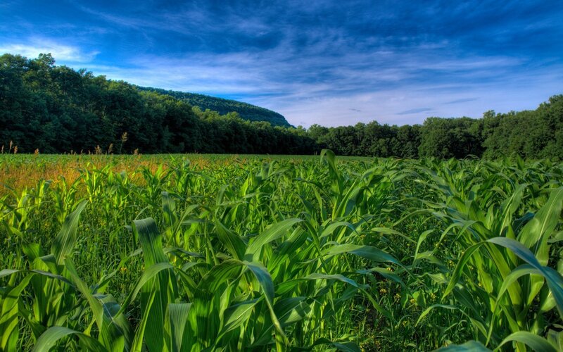 Cornfield in Summer