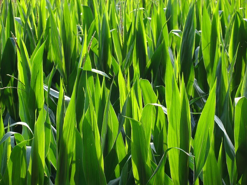Cornfield in Sunlight