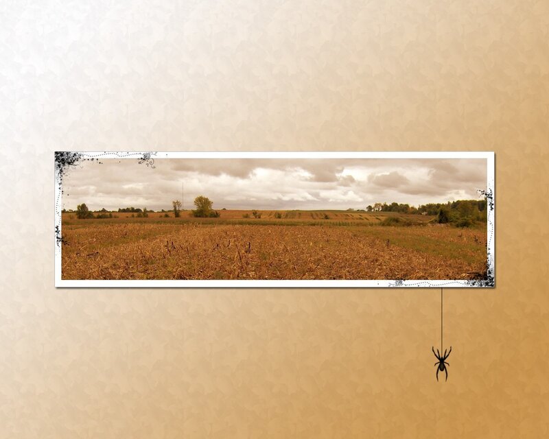 Cornfield Landscape