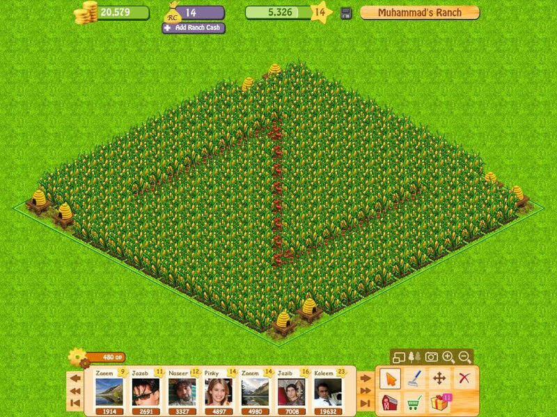 Cornfield on a Ranch