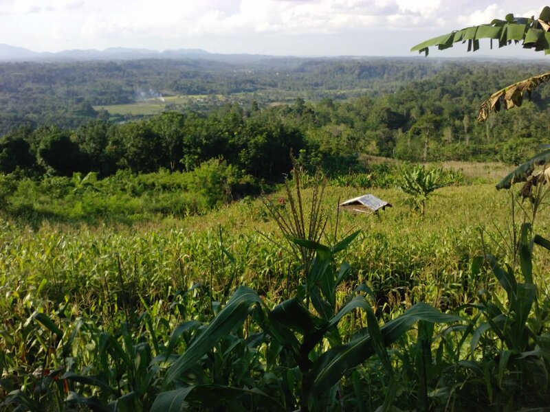 Cornfield on Hillside