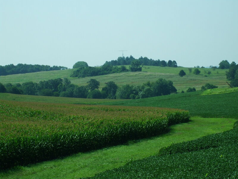 Cornfield on Rolling Hills