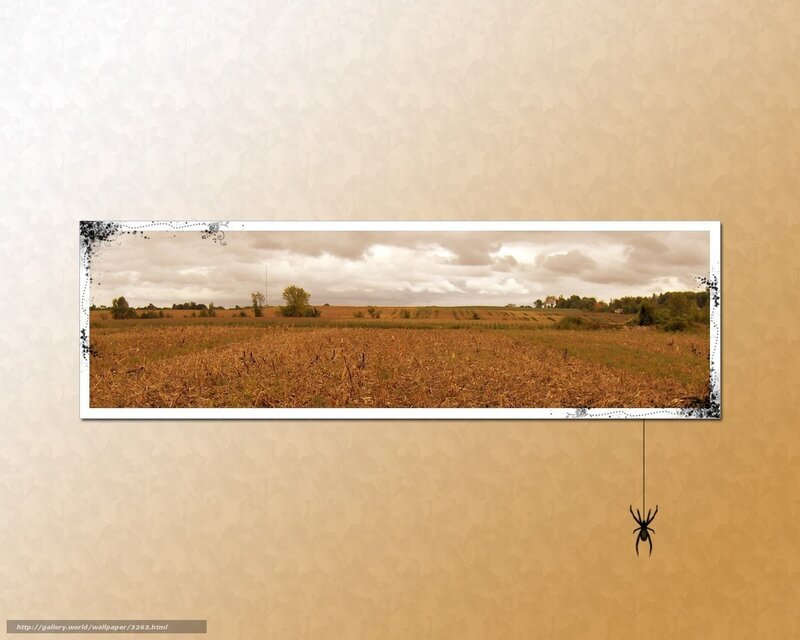Cornfield Panorama with Spider