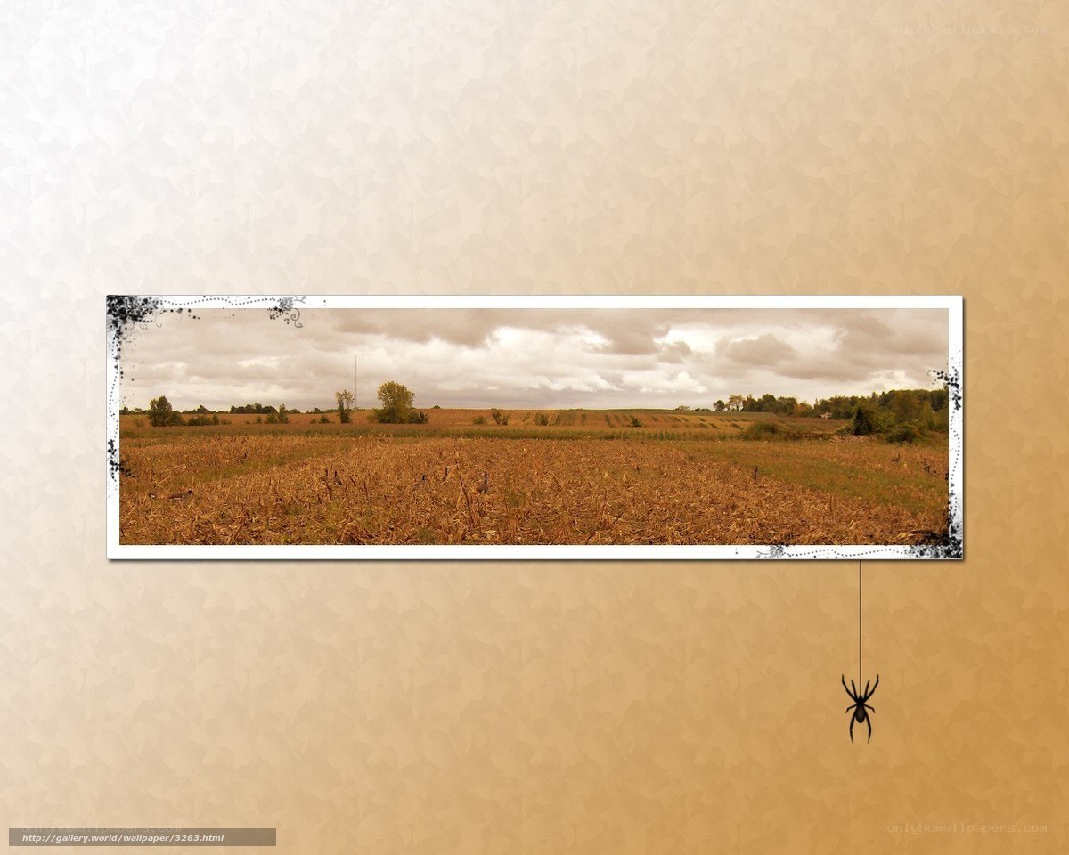 Cornfield Panorama with Spider