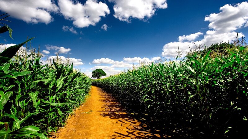 Cornfield Path — Green, Serene, Afternoon, Photograph