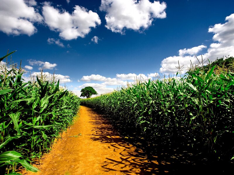 Cornfield Path — Green, Serene, Afternoon, Photograph, Tree