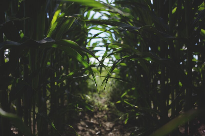 Cornfield Path — Green, Serene