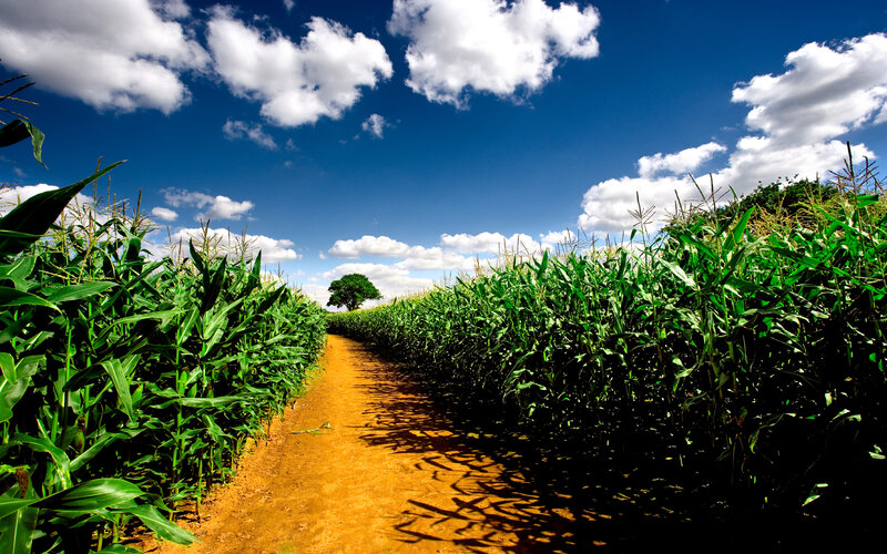 Cornfield Path — Green